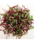 Microgreens